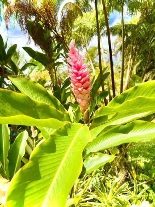 Puna Zen Botanical Garden Retreat Keaau Kültér fotó
